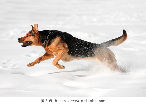 一只在雪地上奔跑的狗运行狗